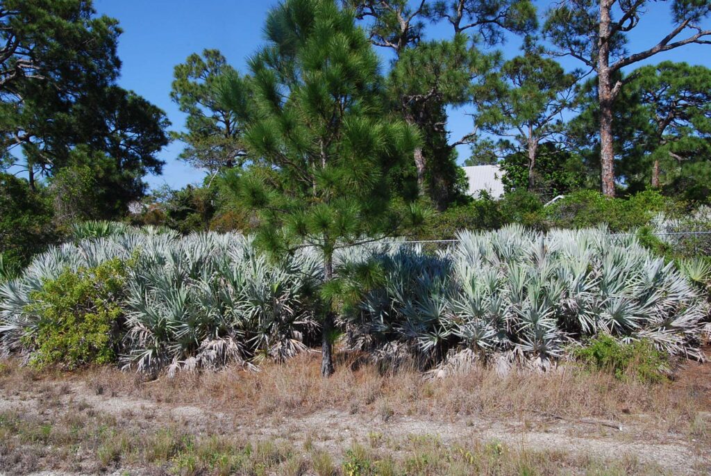 Scrubby Flatwoods