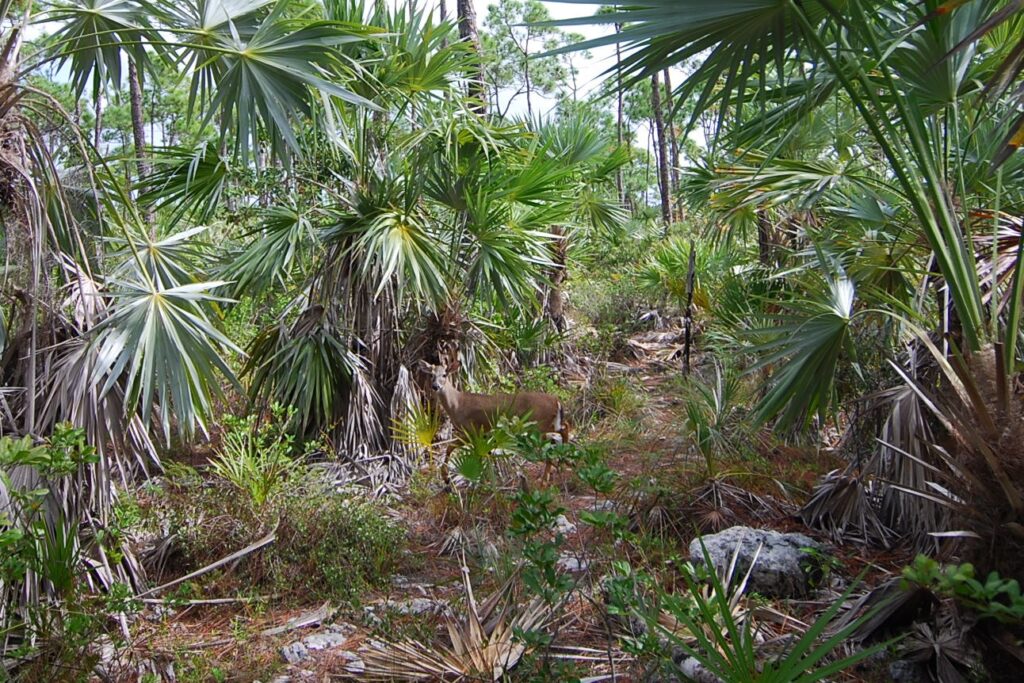 Key Deer Big Pine Key