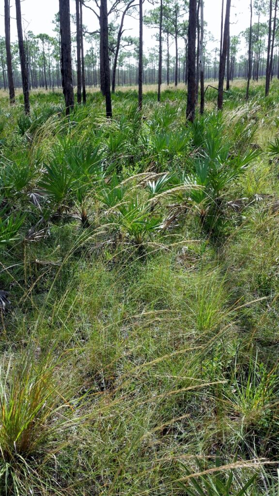 Lopsided Indiangrass