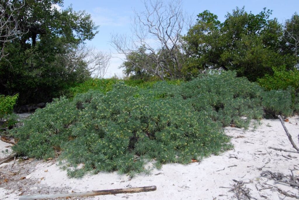 Sea Lavender Keys