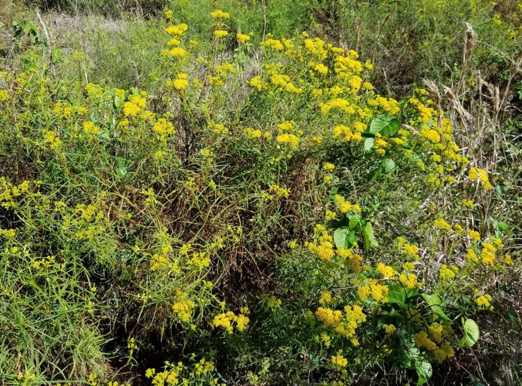 Narrowleaf Yellowtops