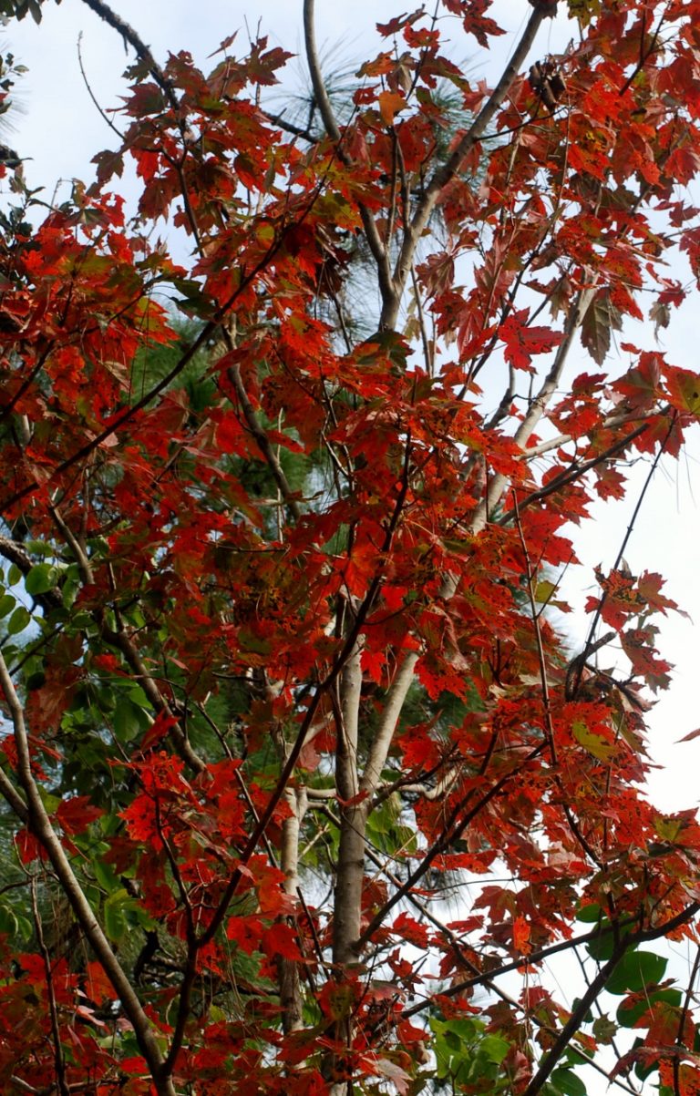 florida red maple