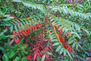 Winged Sumac