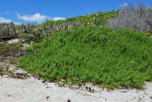 Beach Elder