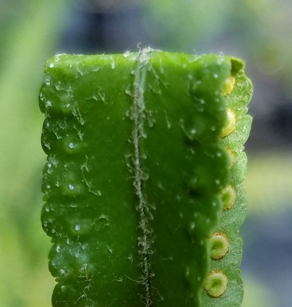 Giant Swordfern Ridge