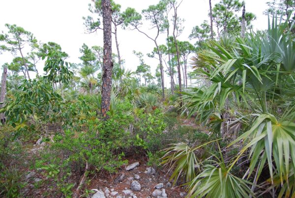 Big Pine Key