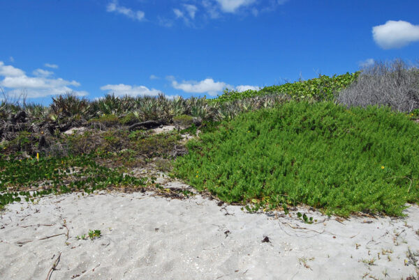 Beach Elder