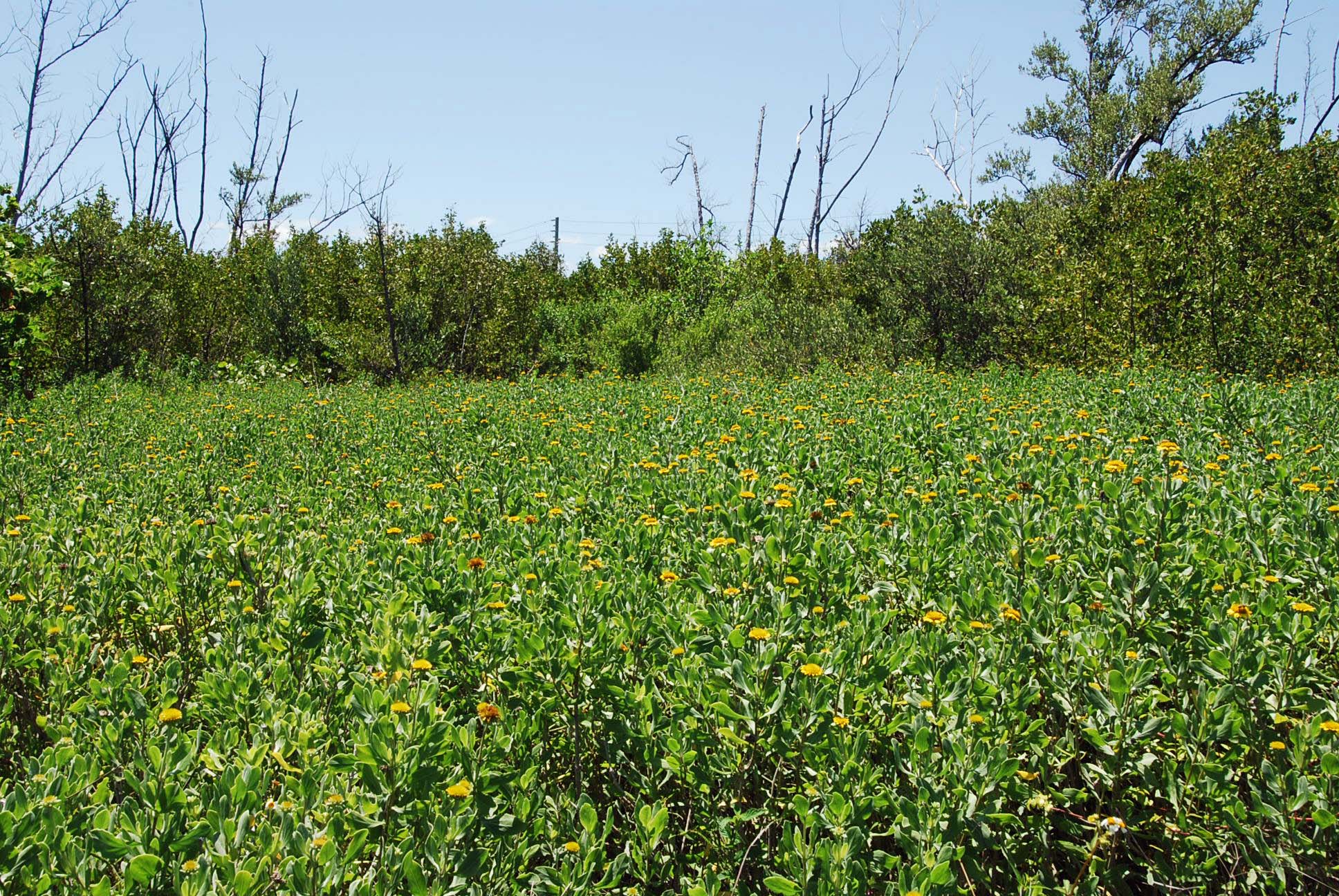 Sea oxeye daisy plant